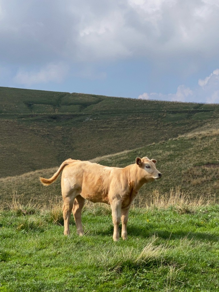 Calf standing in a quiet Lessinia pasture