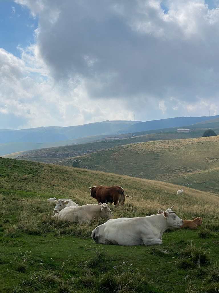 Cattle resting in the open pastures of Lessinia