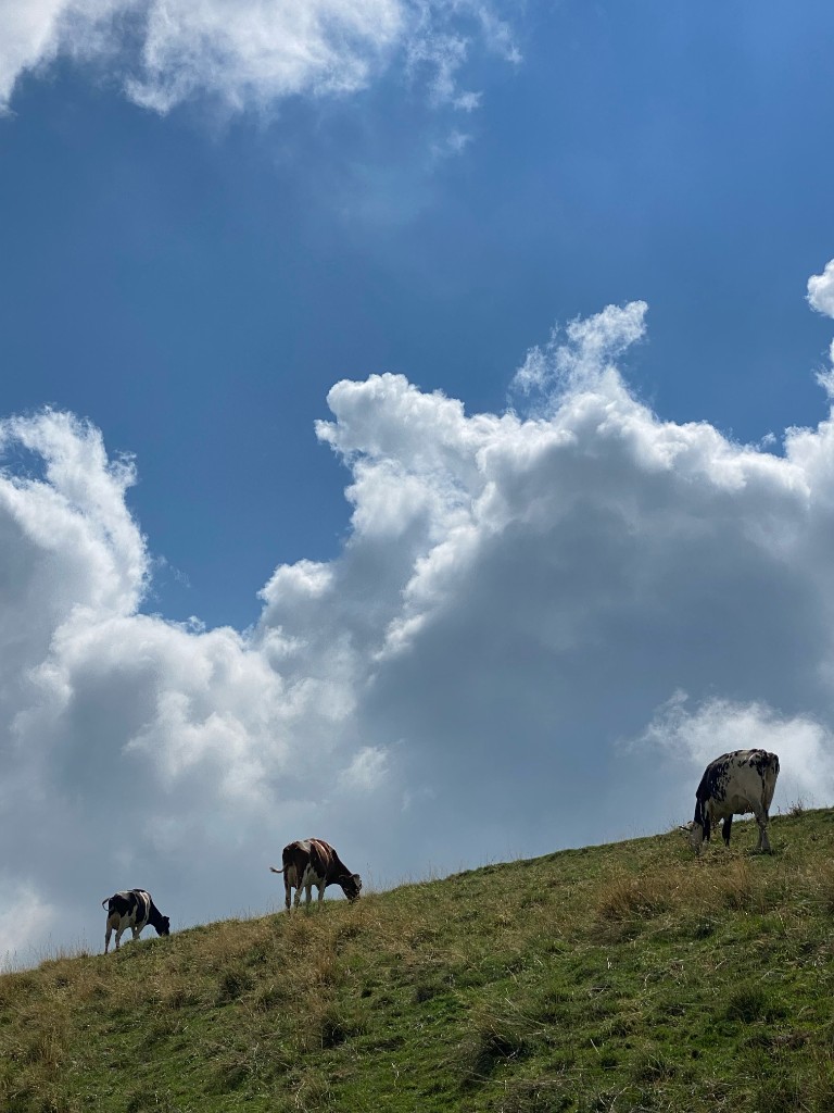 Cows grazing under a wide blue sky in Lessinia