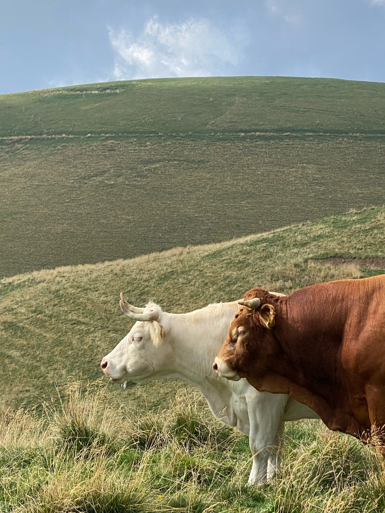 Two cattle in high grass on the Lessinia plateau