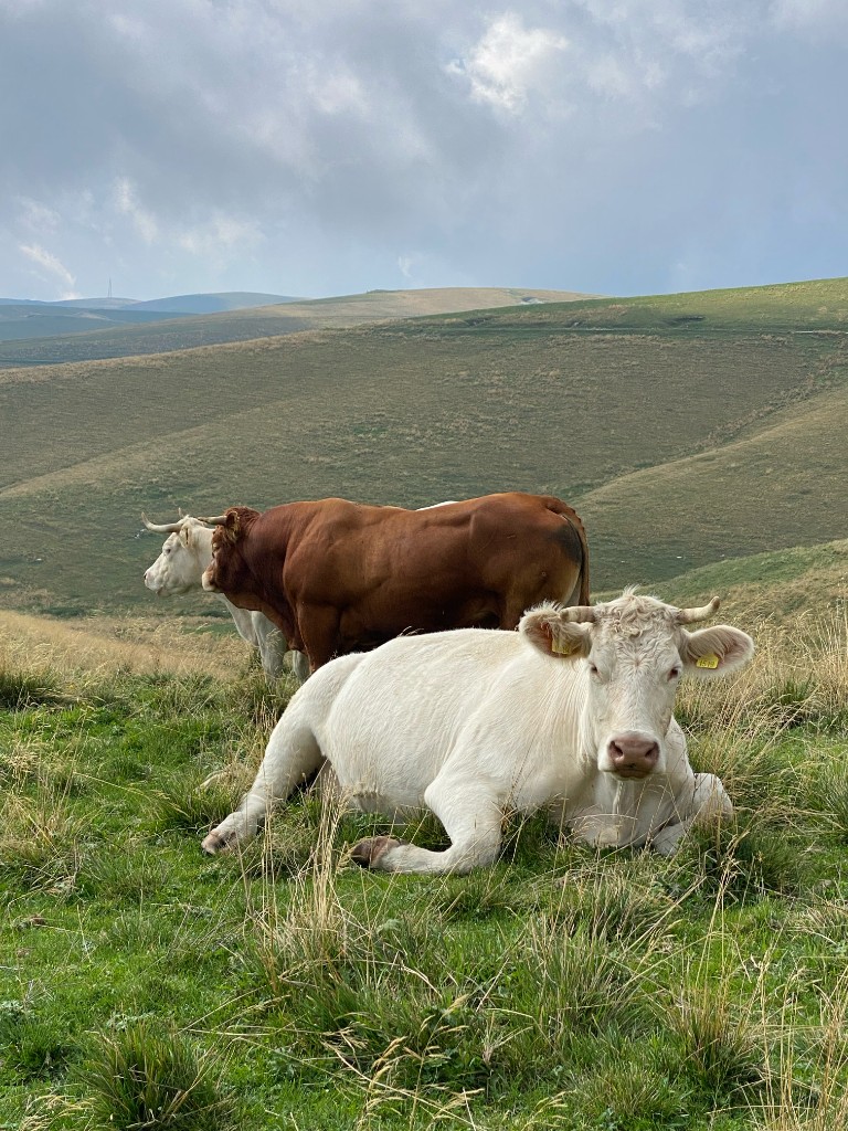 Cows resting in a panoramic Lessinia pasture