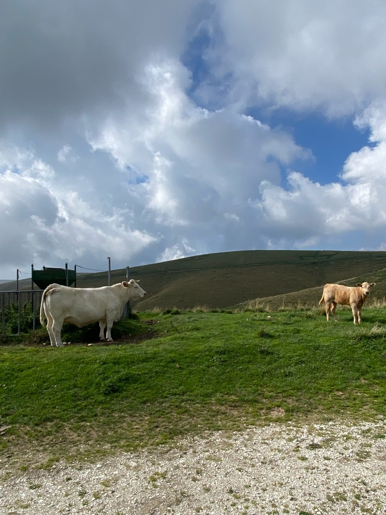 Two cows on an open hill in Lessinia
