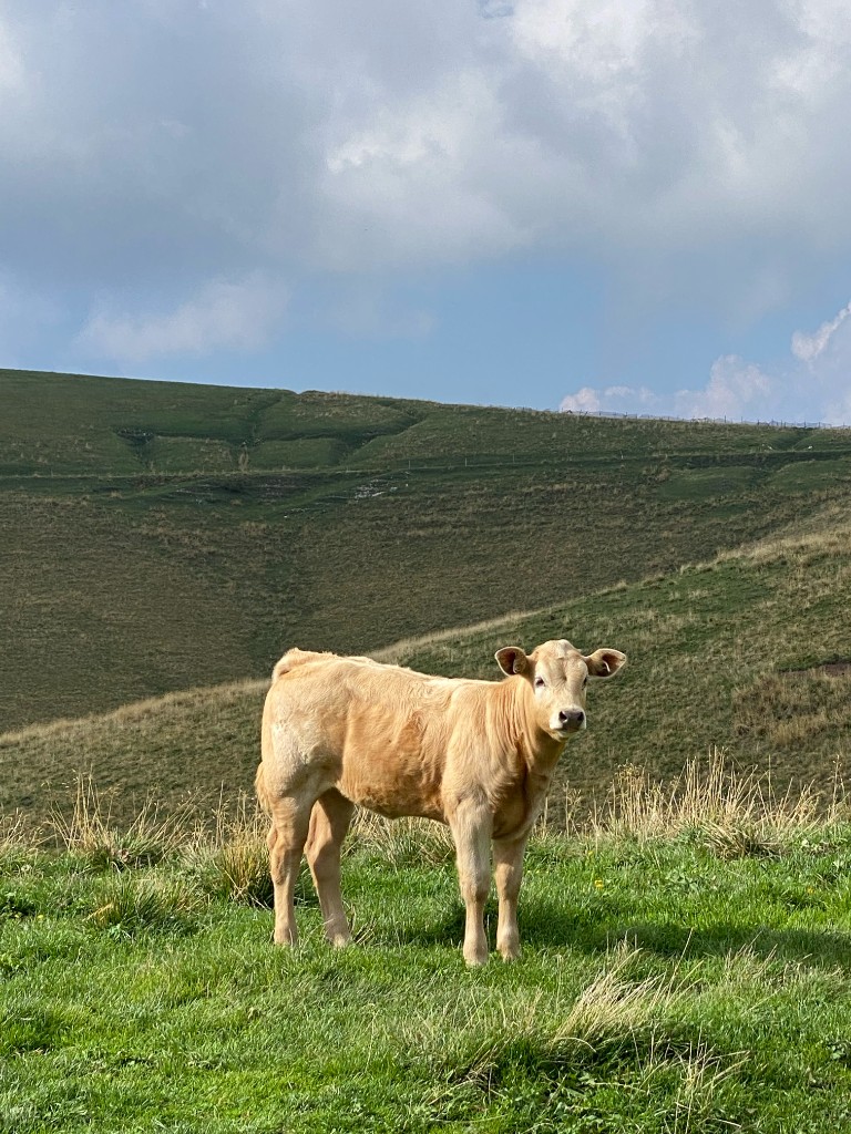 Young calf in front of rolling Lessinia hills
