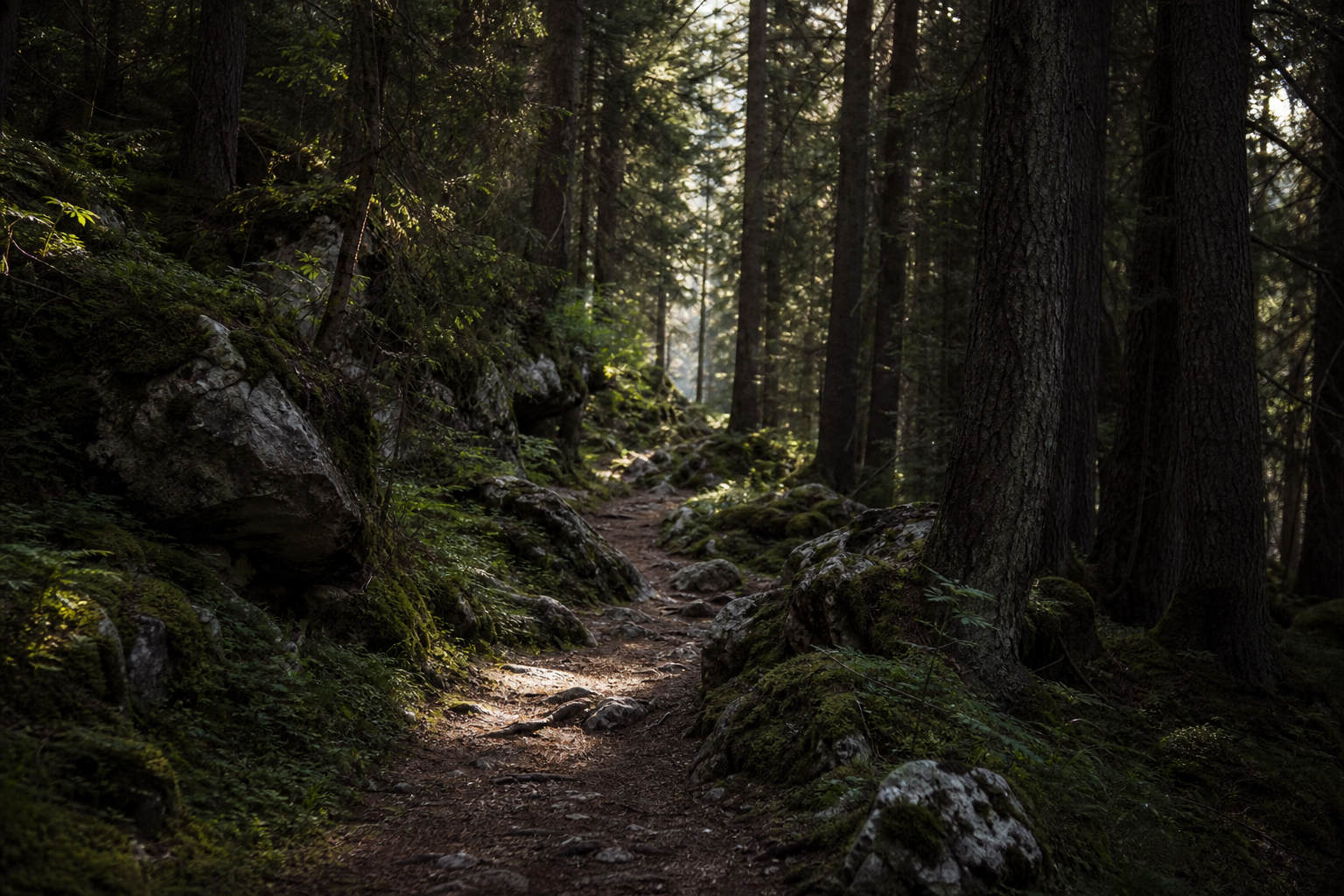 Pine forest path in the Dolomites