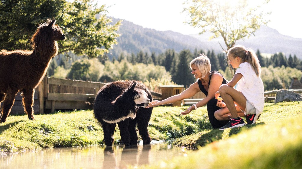 Nature experience with alpacas at Alpura Retreat