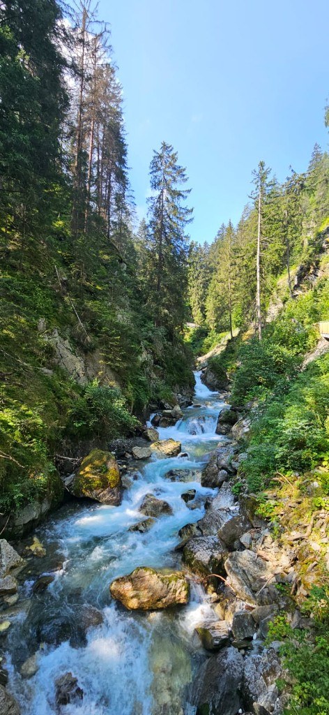 Mountain stream through the forest · Racines 2024