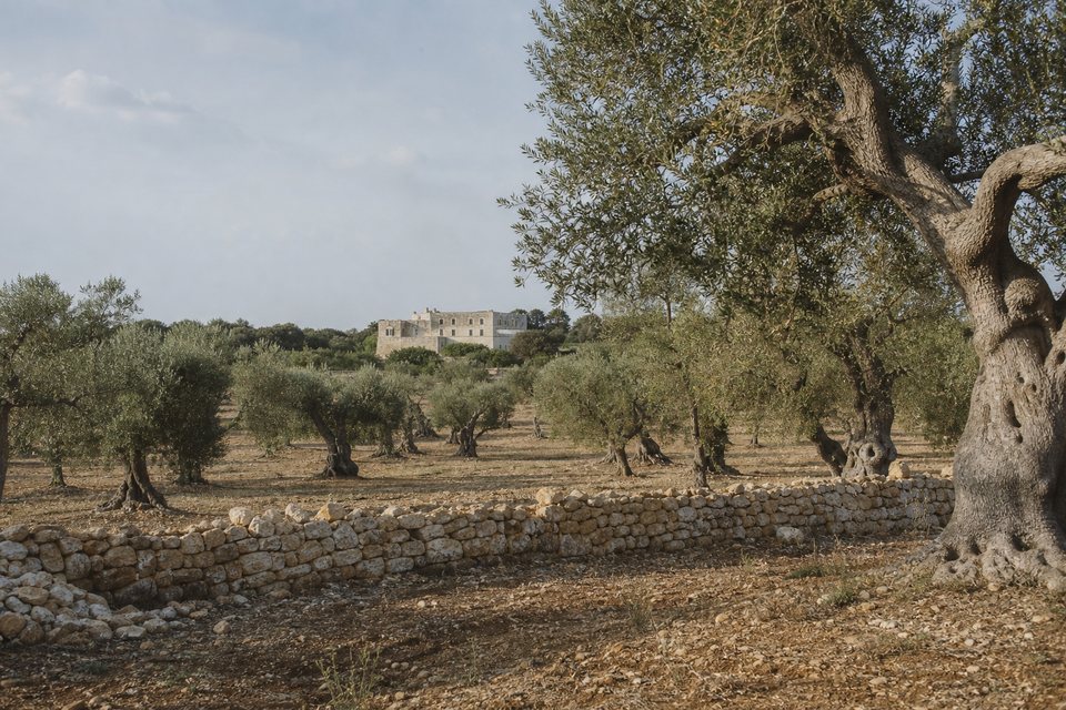 Ancient olive grove, dry-stone wall and distant masseria in the Valle d’Itria countryside, Puglia, OHH! ITALY