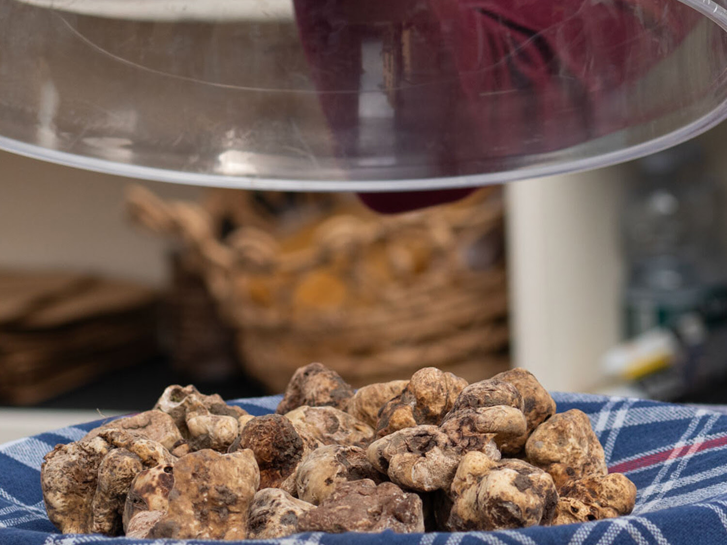 White truffles displayed at the San Miniato market, photographed for the event organisation